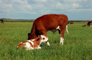 幼齡動物的營養(yǎng)結構很重要