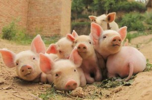 什么是豬糧比？豬糧比怎么計算？